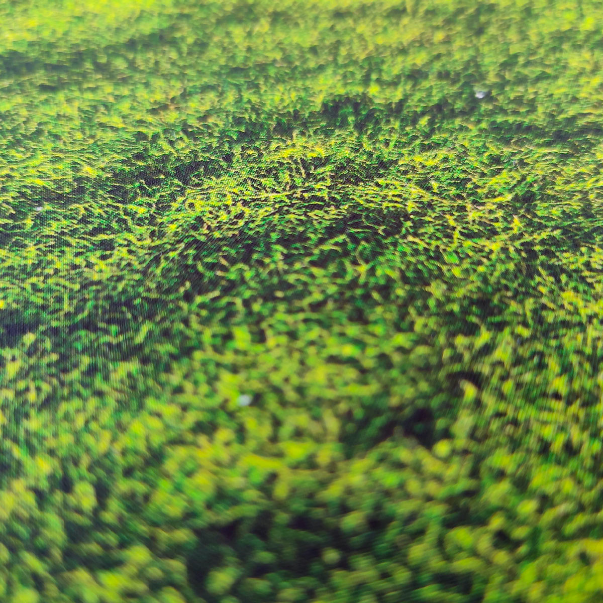 moss_02